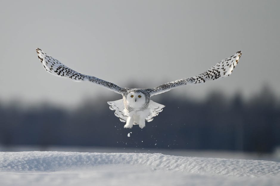 Captivating snowy owl gliding over snow-covered field in Québec, capturing winter's essence.
