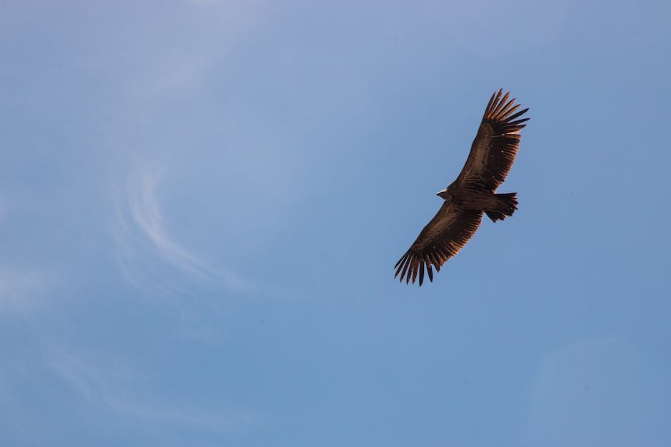 A lone eagle gracefully soars through a clear blue sky, showcasing its impressive wingspan.